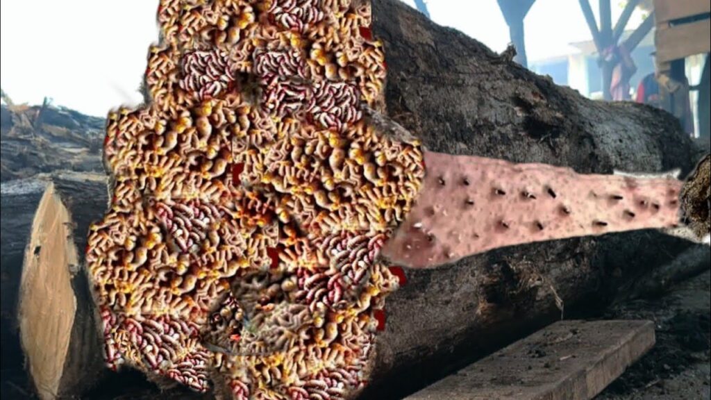 Unexpected thing happen while sawing monster logs at sawmill