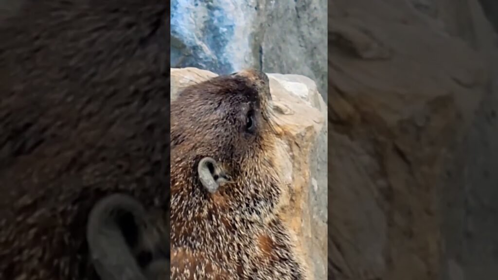 Groundhog day