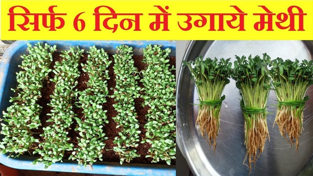 Grow Methi/Fenugreek In Just 6 Days At Home | सिर्फ 6 दिन उगाये मेथी | Organic Methi In Soil | On Djs4Hire.com 9 Grow methi/fenugreek in just 6 days at home | सिर्फ 6 दिन उगाये मेथी | organic methi in soil