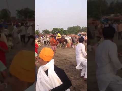 Horse attack on people