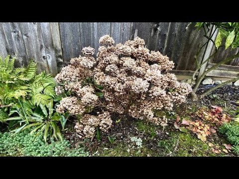 Spring prune, hydrangea macrophylla,  mophead/big leaf - march 23, 2021