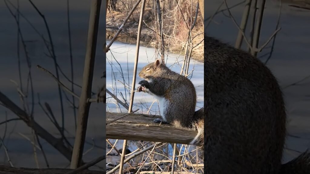 Squirrel