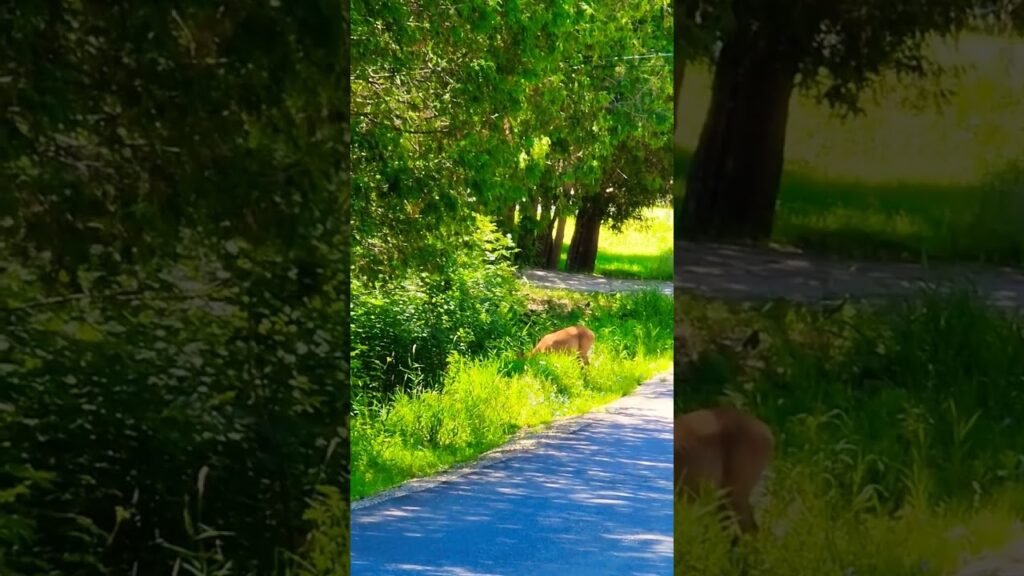 🦌