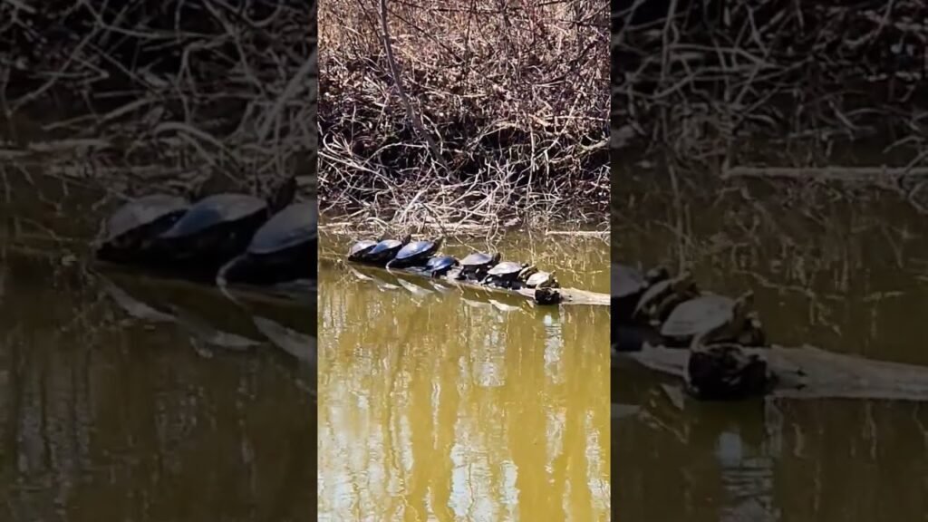 🐢 🐢 🐢 warming up
